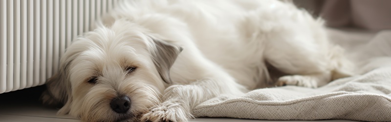 Fjernvarme - hund ligger foran en radiator